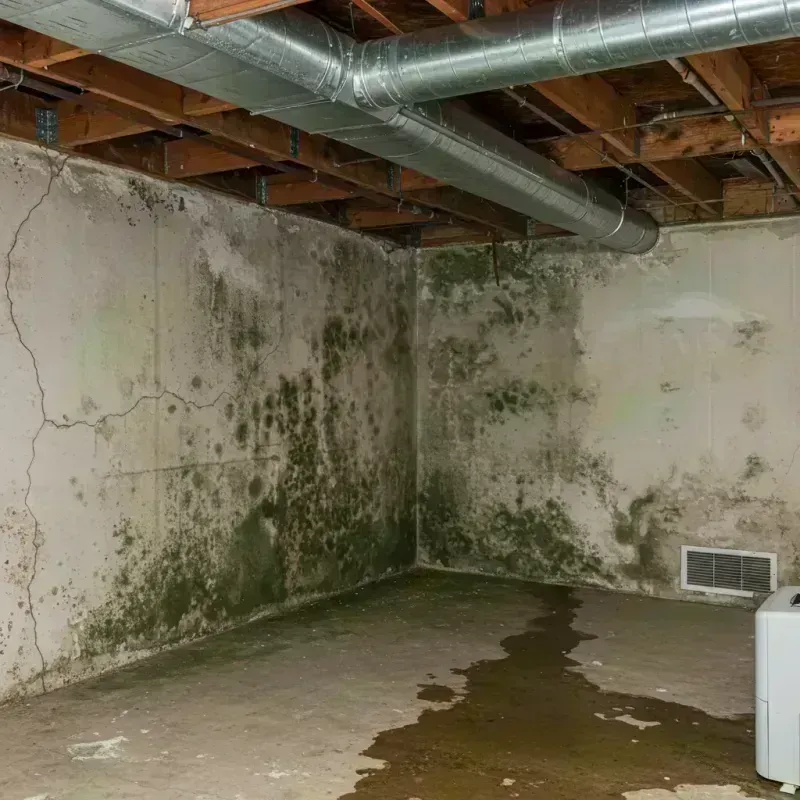 Professional Mold Removal in Marion, IL